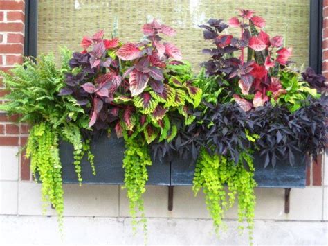 Pendenti piante verdi da interno : piante pendenti da appartamento - Cerca con Google | Piante da ombra, Portafiori, Piante da balcone