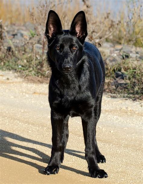 Recklessly 5 Month Old Black German Shepherd
