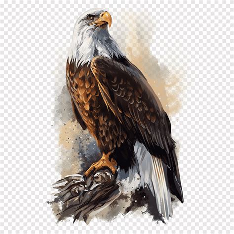 Arte Del Cartel Del águila Calva águila Pintura De Acuarela Animales