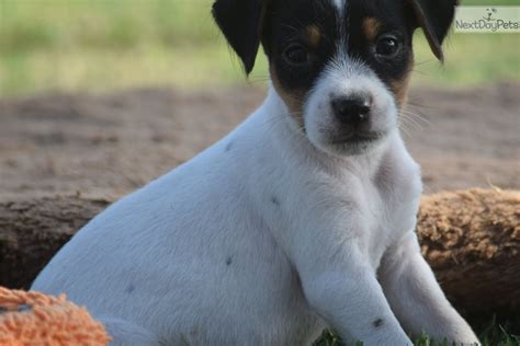 We only breed for family's and have we have had springer spaniels and parson russell terriers for the past ten years and have breeding for the last. Wade: Parson Russell Terrier puppy for sale near Inland ...