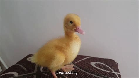 Cute Duckling Funniest Baby Ducks Videos Compilation Duck As A Pet