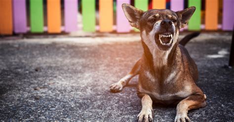 Rabia En Perros Cómo Prevenirla Y Curarla
