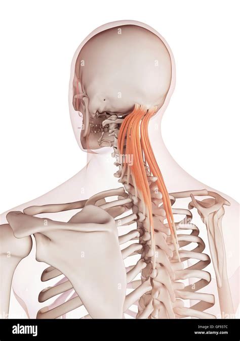 Human Neck Muscles Illustration Stock Photo Alamy