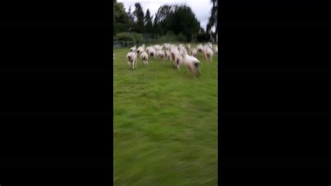 Sheep Roundup Youtube