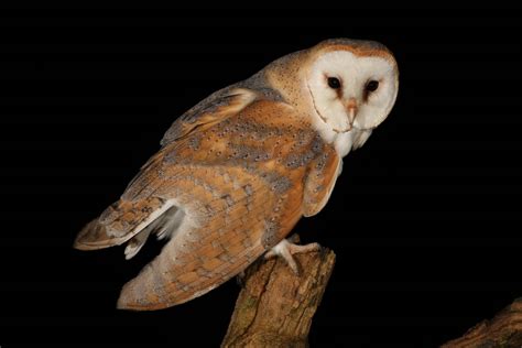 We have gathered complete information on what do barn owls eat and. Barn Owl | Animal Wildlife