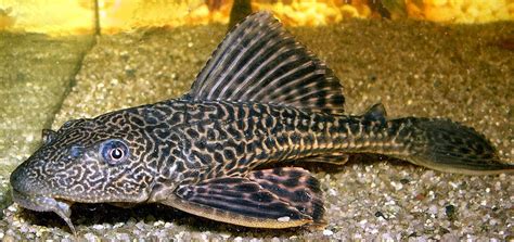 Wildlife And Nature Blog Plecostomus Aquarium Fish Giant Algae Eater