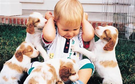 You guessed it, the correct answer is c. If Puppies Ran Tradeshows and Events - | Classic Exhibits
