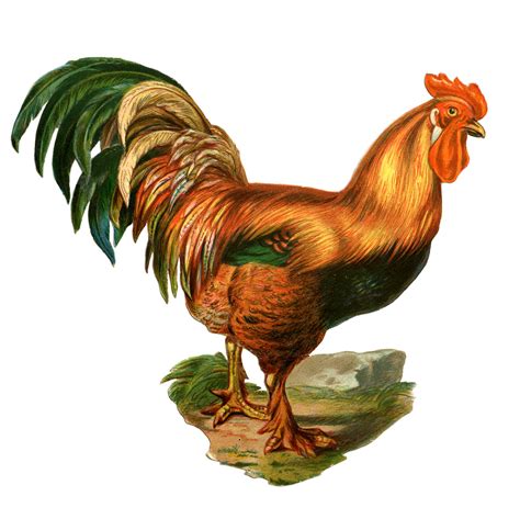 Animated Roosters Clipart Best