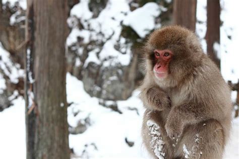 The jigokudani snow monkey park is in yamanouchi in the shimotakai district of nagano, falling within the vast shiga kogen national park (a prime place for hiking, as well as skiing and snowboarding near tokyo). Nagano Travel | Jigokudani Monkey Park | WOW U Japan