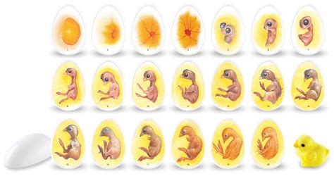 A wild bird or a hen who wants to go broody will lay eggs, one a day or one. Life cycle of a fertile chicken egg for comparison