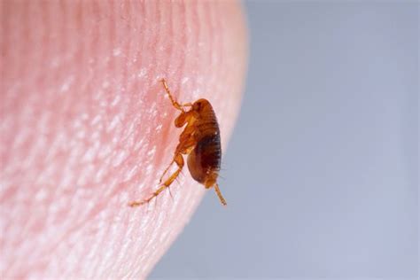 “nipple Mites” Are Bugs That Will Have Sex On Your Face