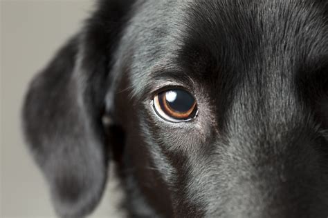 7 Causes Of Dry Eye In Dogs In Bowling Green Ky Southcentral