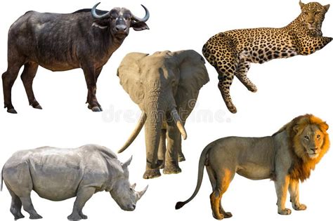 African Big Five Animals Buffalo Elephant Leopard White Rhino And
