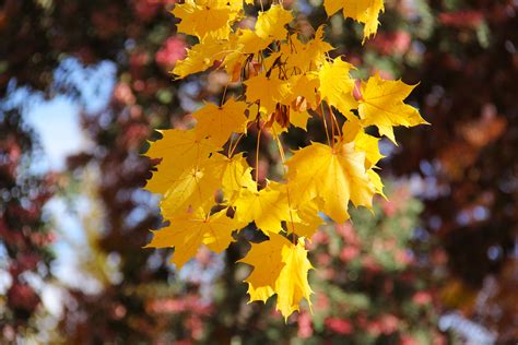 무료 이미지 나무 자연 분기 감기 햇빛 잎 가을 식물학 역사적인 화려한 노랑 플로라 시즌 그림 물감
