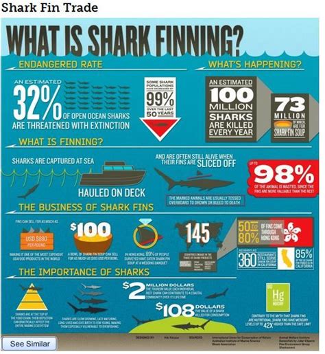 Fascinating Infographic About Shark Finning And The Rate Of Shark Extinction Shark Shark Fin
