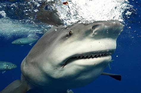 Underwater Photographer Snaps Huge Shark In Florida