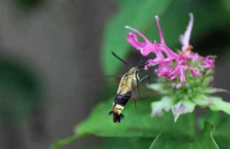 Mobugs Snowberry Clearwing Moth