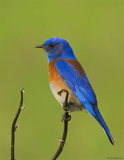 Western Bluebird Profile Shot A Photo On Flickriver