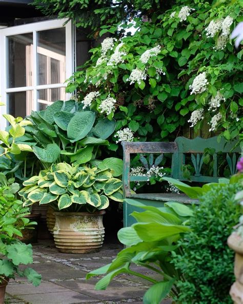 Climbing Hydrangeas And Potted Hostas 💚 Shade Garden Plants Cottage