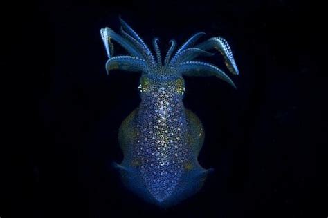 Ten Amazing Bioluminescent Organisms Wildlife Conservation Society