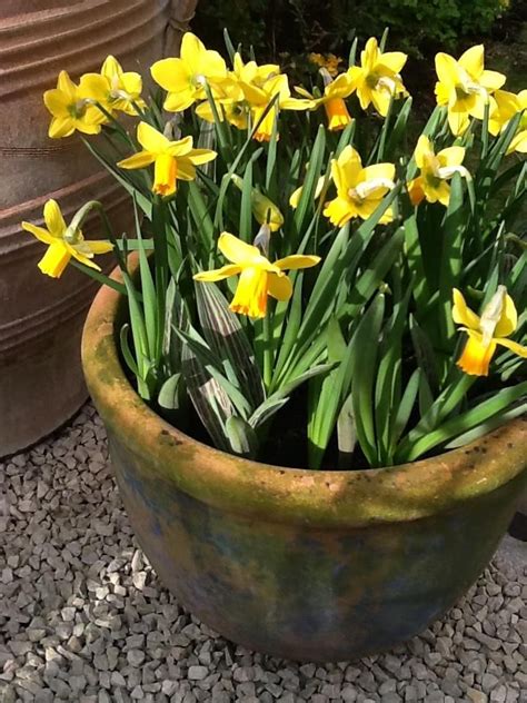 My Pot Of Daffodils My Favourite Of Favourites Daffodils Plants