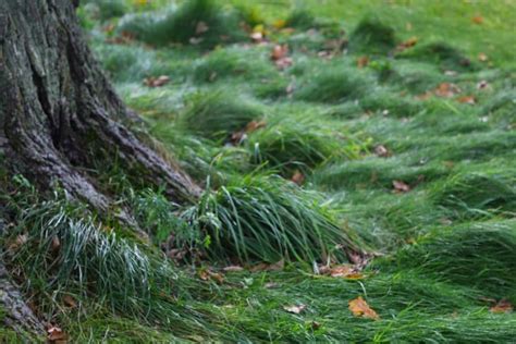 3 Ways To Grow Grass Under Oak Trees Mast Producing Trees