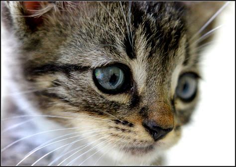 Inadecuado atlántico Lo anterior gatito gris ojos azules almuerzo web