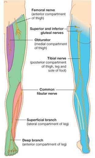 Leg Nerves Anatomy Physical Therapist Assistant Massage Therapy