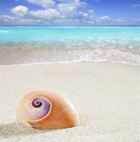 Beach Sea Snail Tropical White Sand Closeup Macro Stock Photo Image