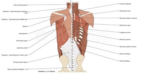 Pin By Margy On Class Resources Joints Anatomy Lower Back Anatomy