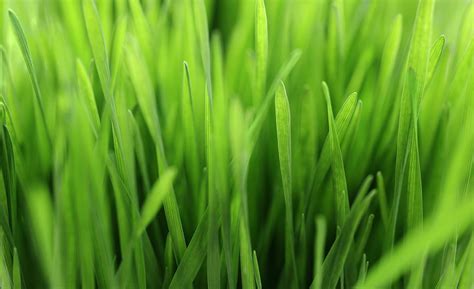A Close Up View Of Grass Stockfreedom Premium Stock Photography
