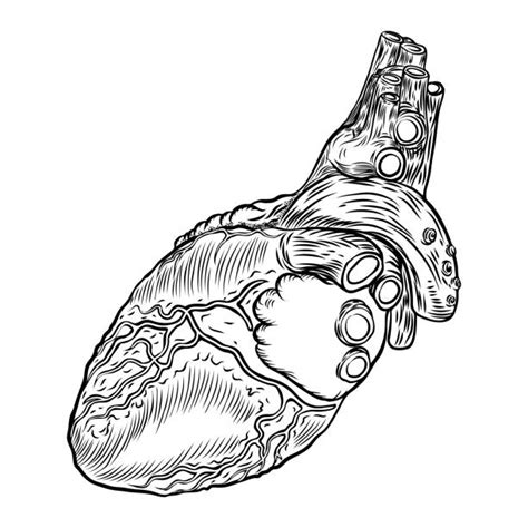 140 Cartoon Of A Anatomical Heart Tattoo Designs Stock Photos