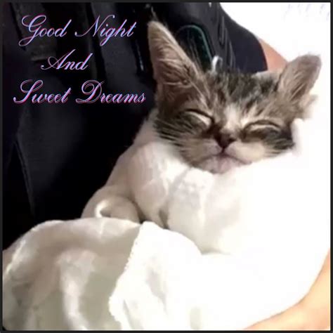 Sweet Dream Good Night Cat Adreamr