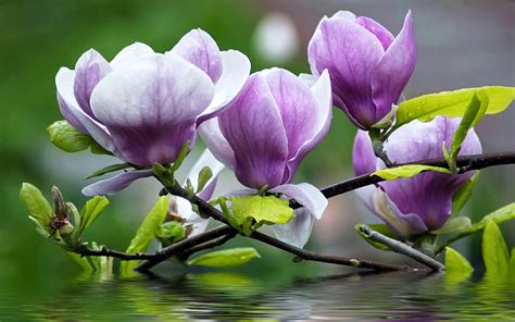 Magnolia Purple Flowers Twigs With Green Leaves Water Desktop Wallpaper