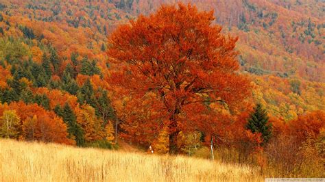 download-autumn-forest-4-wallpaper-1920x1080-wallpoper-448570