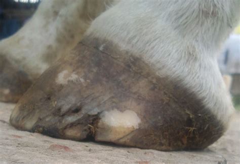Barefoot Horse Blog Bull Nosed Hooves