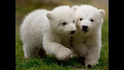 Nacen Dos Crías De Osos Polares En Múnich Rpp Noticias