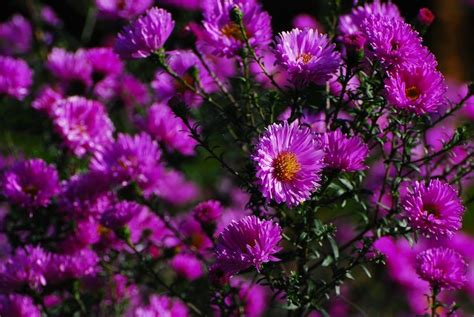 October Flowers Free Photo Download Freeimages