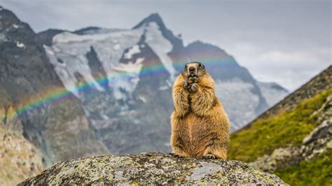 Marmot With The Peak Of Grossglockner In The Background Austria Bing
