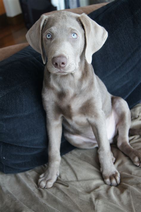My Baby Weimaraner Puppies Dog Friends Cute Dogs And Puppies