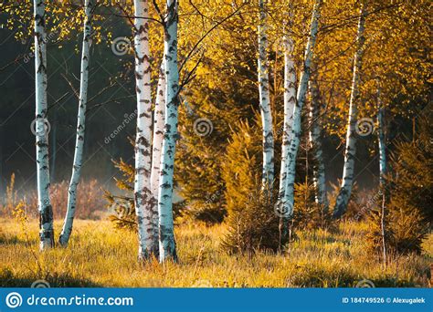 Yellowing Foliage In The Forest Birch Trees In Autumn Forest Stock