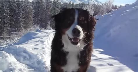 He Takes His Bernese On A Sledding Trip Now Watch When The Pup Wants