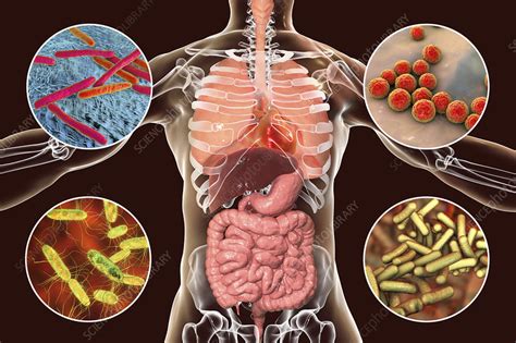 Bacteria That Cause Human Infections Illustration Stock Image F023