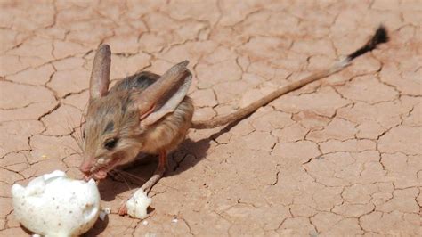 The Long Eared Hopping Jerboa Is The Deserts Cutest Resident