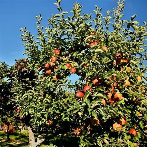 Gala Apple Tree Gala Apples Apple Tree Tree