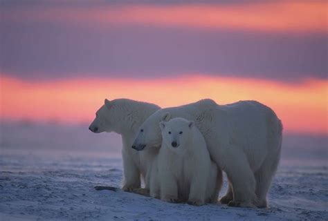 Eight Interesting Facts About Polar Bears That You Must Know