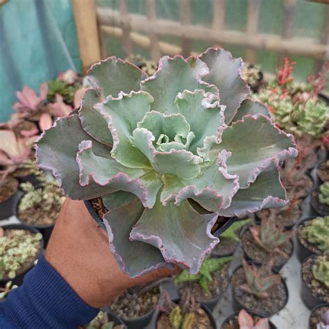 'blue curls' and e.'blue waves' suggest that the names are used inversely in europe. Buy Sell High Quality Echeveria Giant Blue From Indonesia