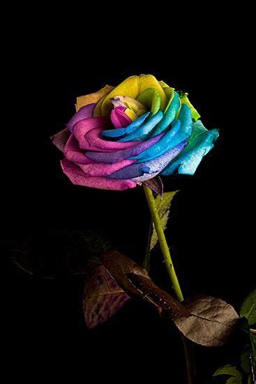 Pin By Wajeeha Nazir On All About Colors Rainbow Roses Beautiful