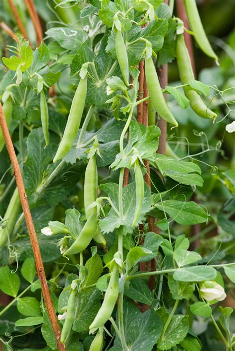 How To Grow Peas What To Plant When To Plant It And How Quickly Youll Be Dishing It Up