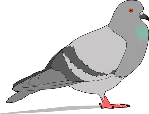 Onlinelabels Clip Art Pigeon